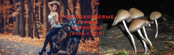 сатива Абаза