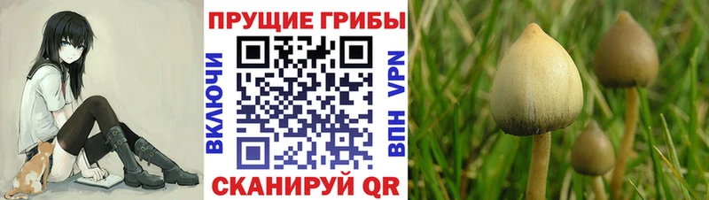 Псилоцибиновые грибы GOLDEN TEACHER mega ССЫЛКА Шали